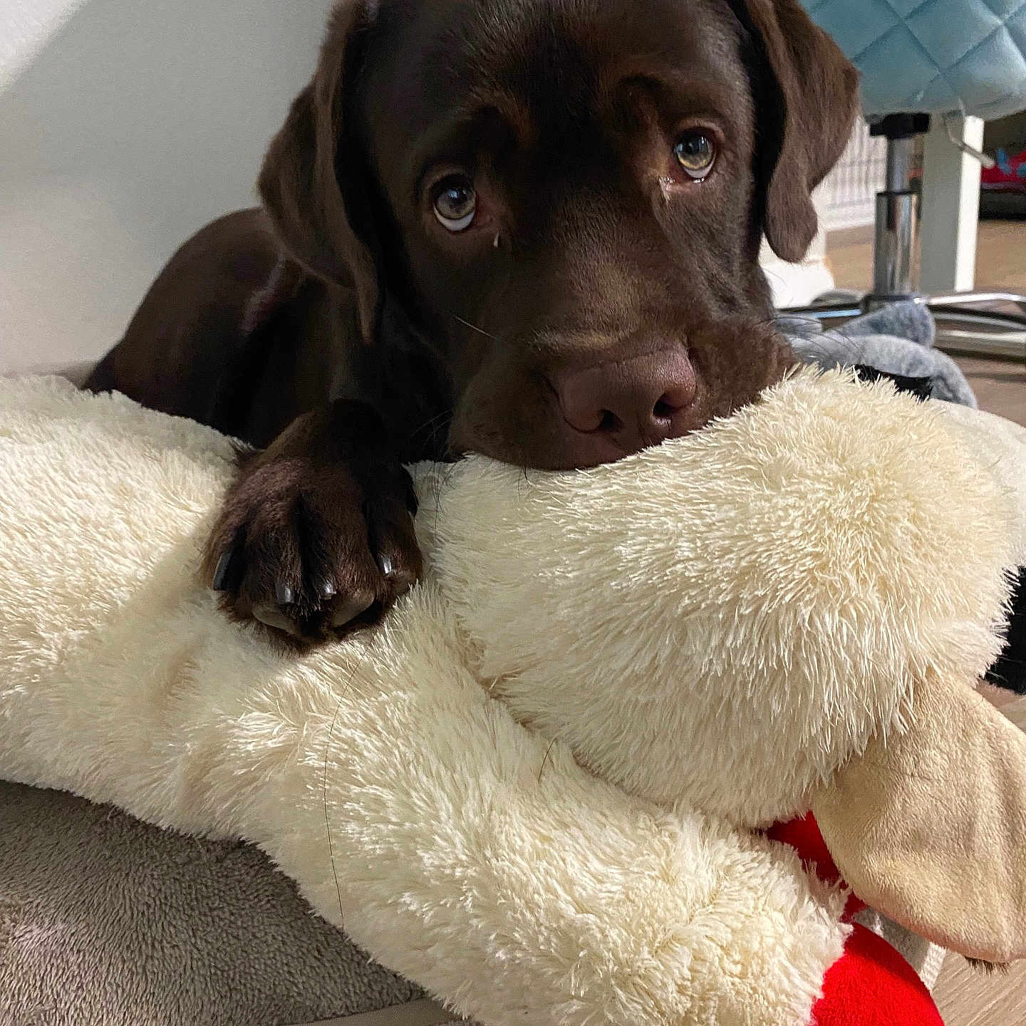 Eli joined the competition — help win amazing prizes! animal, blanket, canine, car, clothing, cushion, dog, dogbed, fur, glove, homedecor, hound, labradorretriever, pet, pointer, puppy, snout, transportation, vehicle