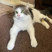 Loki joined the competition — help win amazing prizes! cat, indoor, carpet, feline, pet, white_fur, tabby, green_eyes, whiskers, relaxed, laying_down, floor, curious, domestic_animal, animal, cute, cozy, home, soft_texture, fur