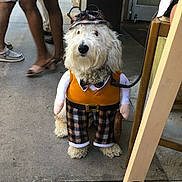 Tucker joined the competition — help win amazing prizes! dog, costume, plaid, hat, sidewalk, people, legs, urban, outdoor, pet, canine, cute, dressed_up, leash, curly_fur, brown, white, standing, waiting, accessory