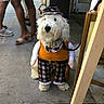 dog, costume, plaid, hat, sidewalk, people, legs, urban, outdoor, pet, canine, cute, dressed_up, leash, curly_fur, brown, white, standing, waiting, accessory