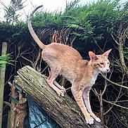 Imothes participe au concours pour gagner de l'argent avec cette photo : alert, animal, balancing, branch, cat, ears, feline, fur, garden, hedge, log, nature, outdoor, perched, pet, tail, tree, trunk, whiskers, wood