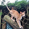 alert, animal, balancing, branch, cat, ears, feline, fur, garden, hedge, log, nature, outdoor, perched, pet, tail, tree, trunk, whiskers, wood
