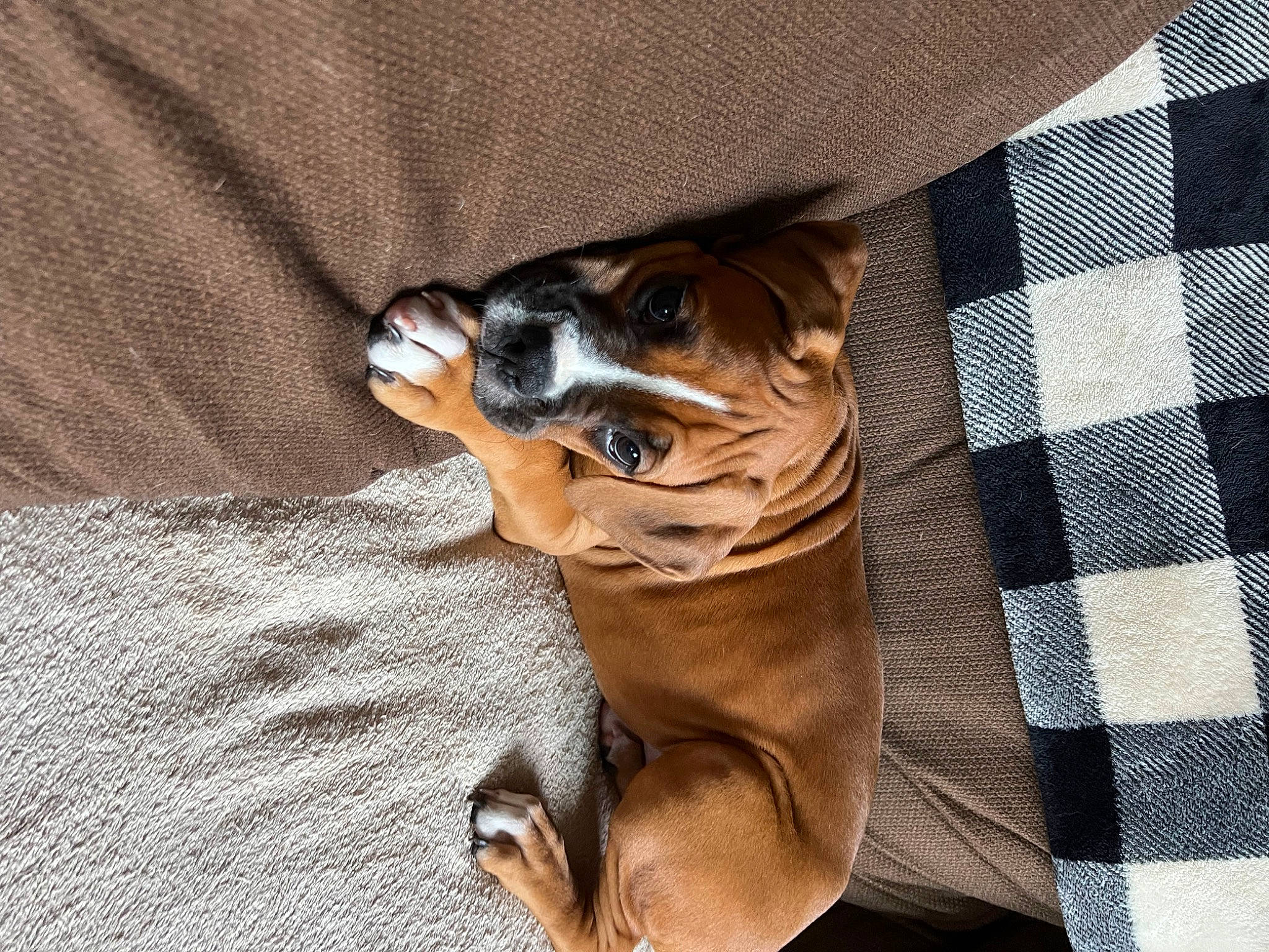 Aubree is registered to the contest to win money with this photo: brown, canidae, carnivore, comfort, companion_dog, dog, dog_breed, fawn, hardwood, liver, pattern, paw, plaid, snout, sporting_group, tartan, terrestrial_animal, toy_dog, whiskers, wood