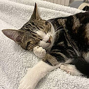 Noisette participe au concours pour gagner de l'argent avec cette photo : cat, tabby, sleeping, paw, blanket, cozy, fur, whiskers, indoor, resting, cute, pet, animal, relaxed, closeup, soft, bed, domestic, feline, nap