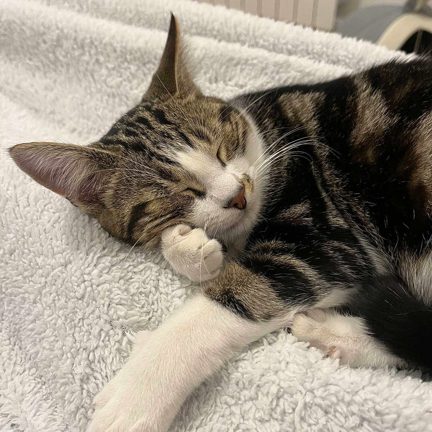 Noisette participe au concours pour gagner de l'argent avec cette photo : animal, bed, blanket, cat, closeup, cozy, cute, domestic, feline, fur, indoor, nap, paw, pet, relaxed, resting, sleeping, soft, tabby, whiskers