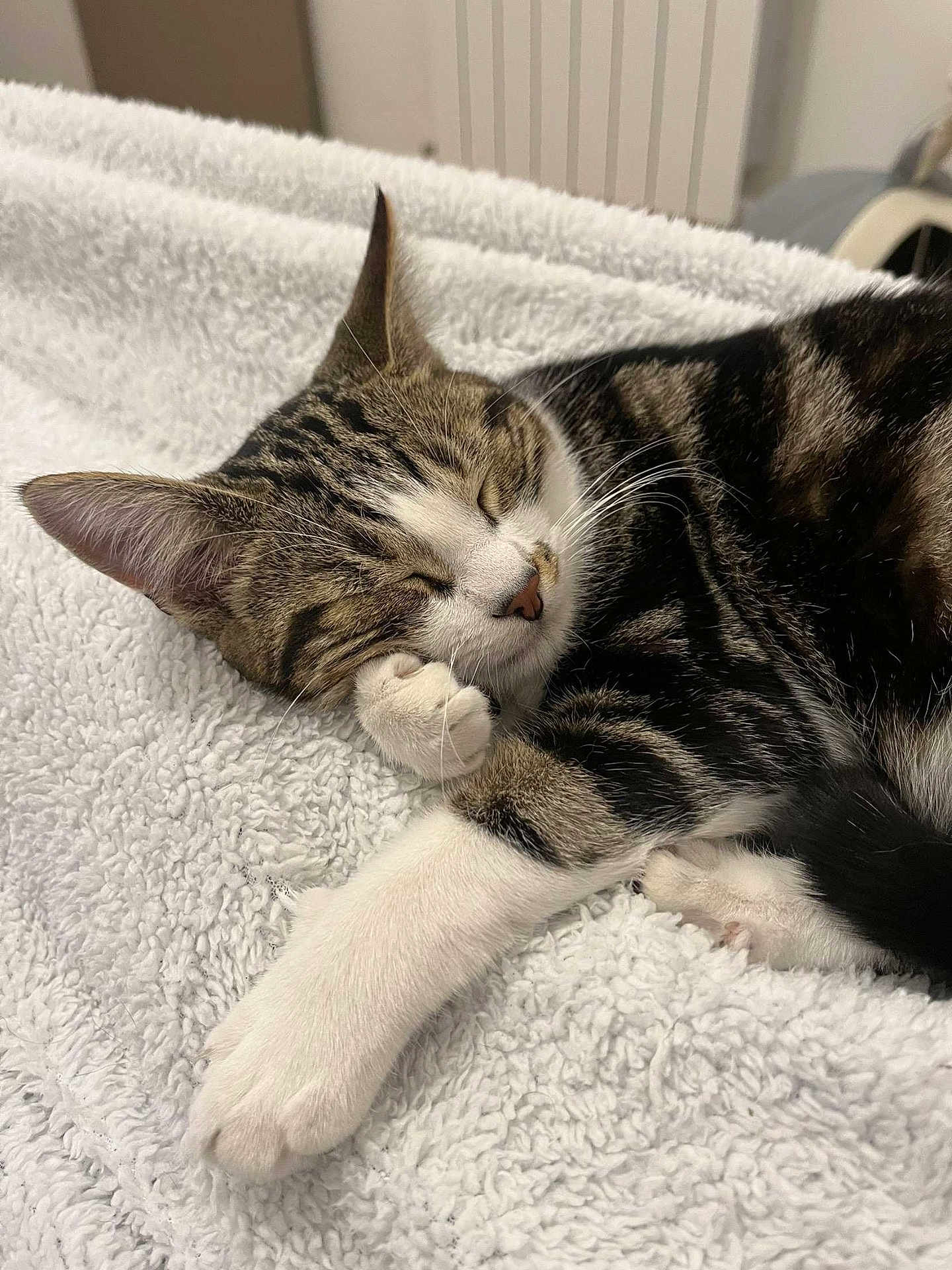 Noisette participe au concours pour gagner de l'argent avec cette photo : cat, tabby, sleeping, paw, blanket, cozy, fur, whiskers, indoor, resting, cute, pet, animal, relaxed, closeup, soft, bed, domestic, feline, nap