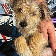 Preston joined the competition — help win amazing prizes! puppy, dog, sleepy, fluffy, paw, hand, human, closeup, cute, pet, resting, comfort, cozy, fur, animal, relaxing, indoor, skin, person, cuddle