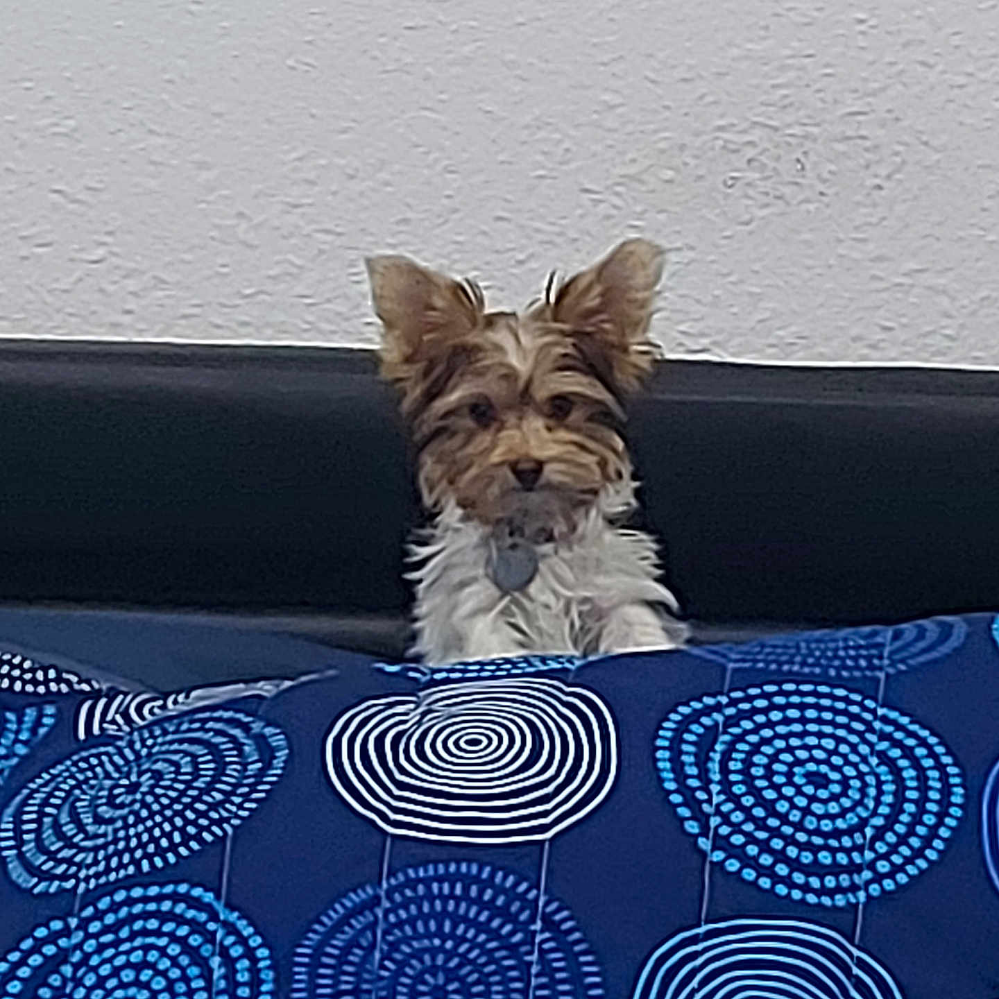 Aya participe au concours pour gagner de l'argent avec cette photo : animal, bed, bedroom, blanket, canine, cat, couch, cushion, dog, face, furniture, head, homedecor, indoors, interiordesign, pet, puppy, quilt, room, terrier