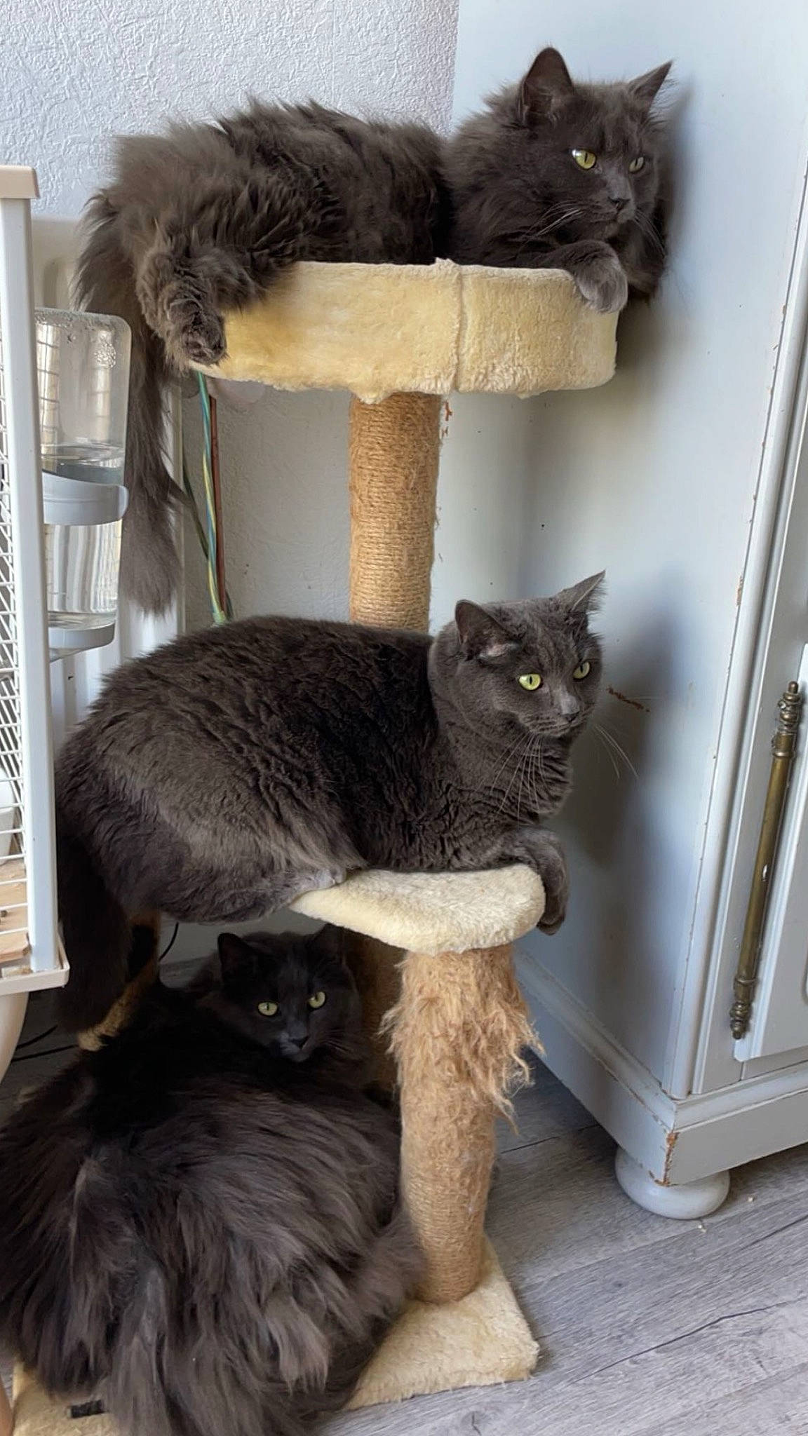 Omelette a rejoint le concours — aidez-le/la à gagner de superbes lots ! black_cat, carnivore, cat, cat_bed, cat_furniture, cat_supply, claw, comfort, domestic_short_haired_cat, fawn, felidae, fur, grey, small_to_medium_sized_cats, tail, terrestrial_animal, whiskers, window, window_blind, wood