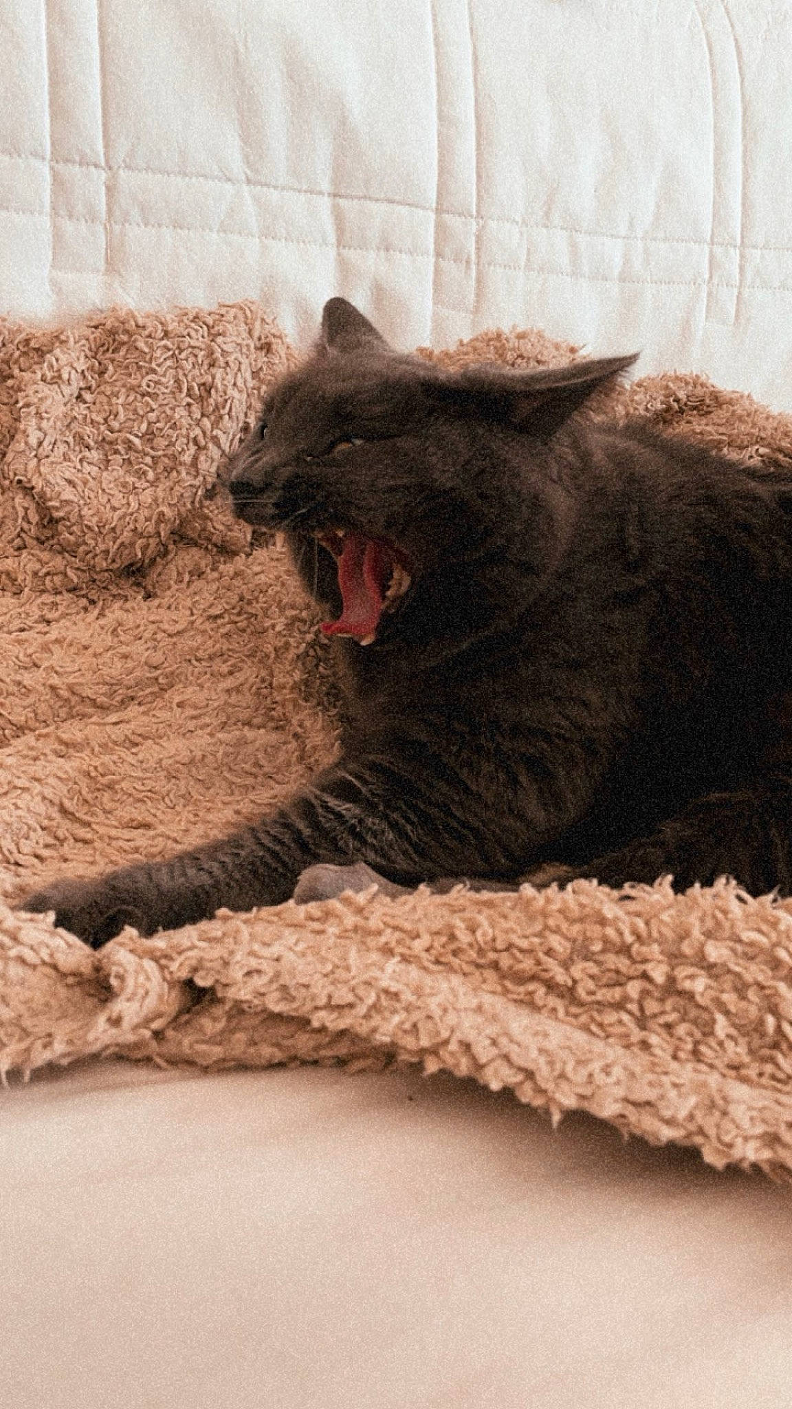 Omelette participe au concours pour gagner de l'argent avec cette photo : black_cat, bombay, carnivore, cat, cat_supply, claw, comfort, domestic_short_haired_cat, fang, felidae, fur, grey, paw, room, small_to_medium_sized_cats, snout, tail, terrestrial_animal, whiskers, wood