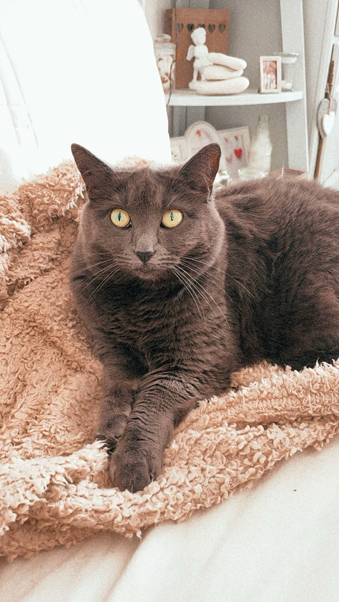 Omelette a rejoint le concours — aidez-le/la à gagner de superbes lots ! art, carnivore, cat, cat_supply, domestic_short_haired_cat, felidae, fur, grey, russian_blue, small_to_medium_sized_cats, snout, tail, terrestrial_animal, whiskers, window