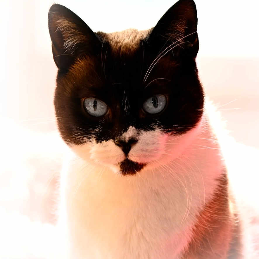 Poupoune participe au concours pour gagner de l'argent avec cette photo : animal, black_and_white, blue_eyes, cat, close_up, curious, cute, ears, expression, face, feline, focused, fur, head, indoor, mammal, pet, portrait, soft_light, whiskers