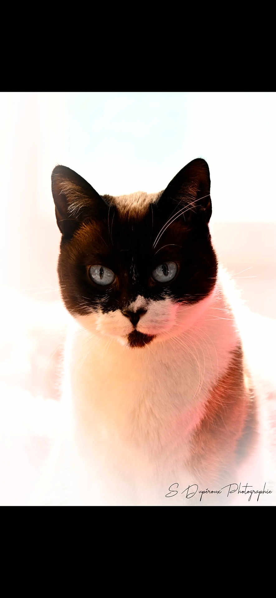 Poupoune participe au concours pour gagner de l'argent avec cette photo : animal, black_and_white, blue_eyes, cat, close_up, curious, cute, ears, expression, face, feline, focused, fur, head, indoor, mammal, pet, portrait, soft_light, whiskers