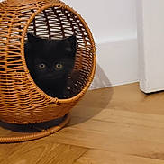 Aramis a rejoint le concours — aidez-le/la à gagner de superbes lots ! black_cat, kitten, basket, wicker, wood_floor, indoor, pet, animal, cute, eyes, shadow, corner, furniture, home, domestic_cat, curious, small, cozy, quiet, resting