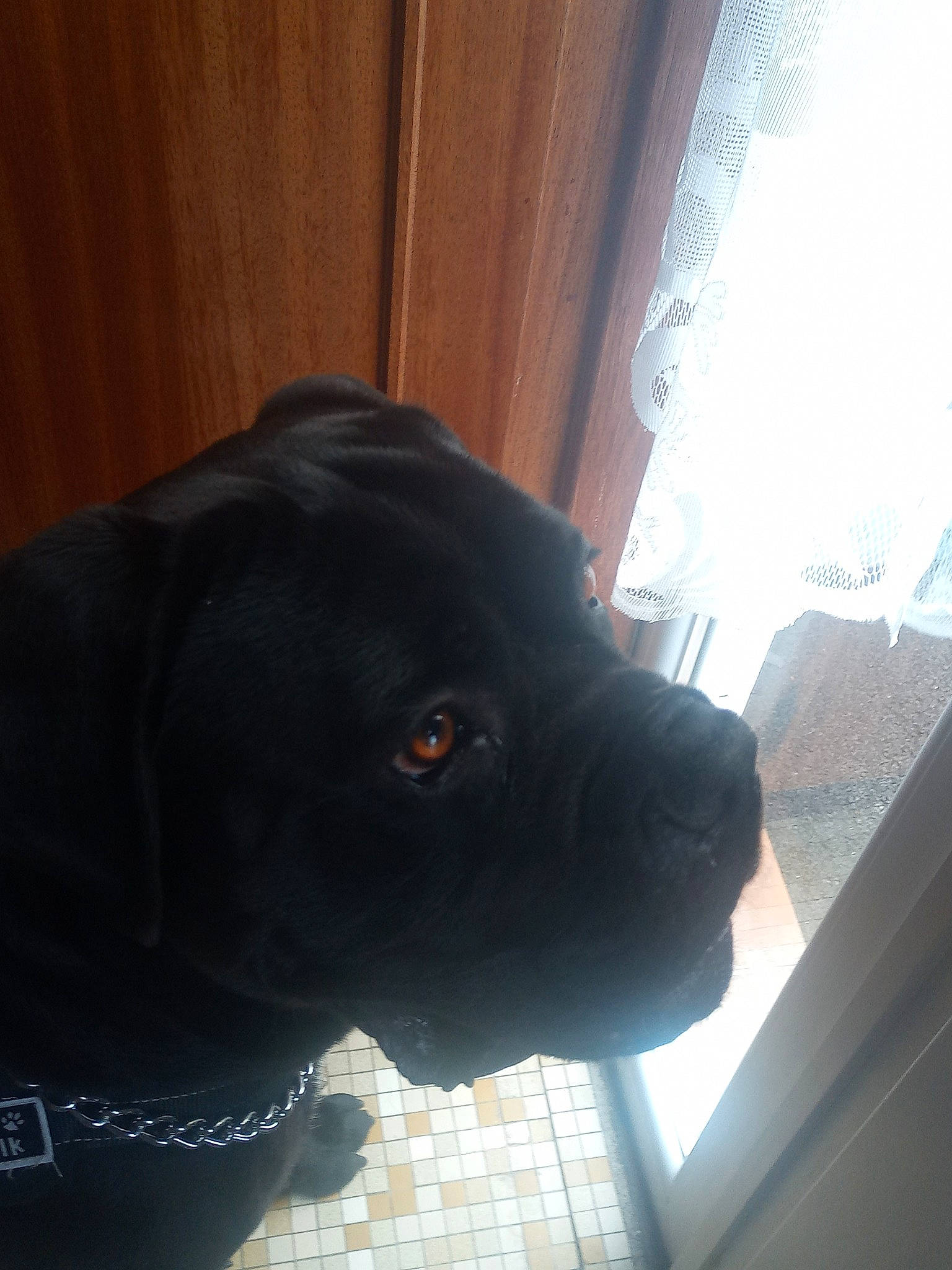 Olko participe au concours pour gagner de l'argent avec cette photo : borador, canidae, carnivore, collar, companion_dog, dog, dog_breed, dog_collar, electric_blue, fawn, fur, gun_dog, pet_supply, retriever, snout, sporting_group, tints_and_shades, whiskers, window, working_animal