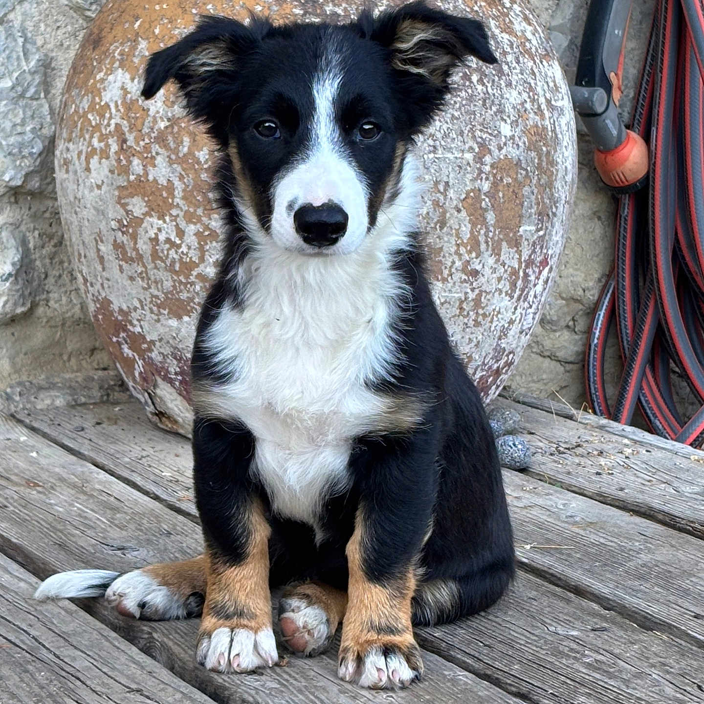 Aika participe au concours pour gagner de l'argent avec cette photo : animal, black_and_white, brown, clay_pot, curious, dog, ears, fur, hose, nose, outdoor, paw, pet, puppy, rustic, sitting, stone_wall, tail, wooden_floor, young