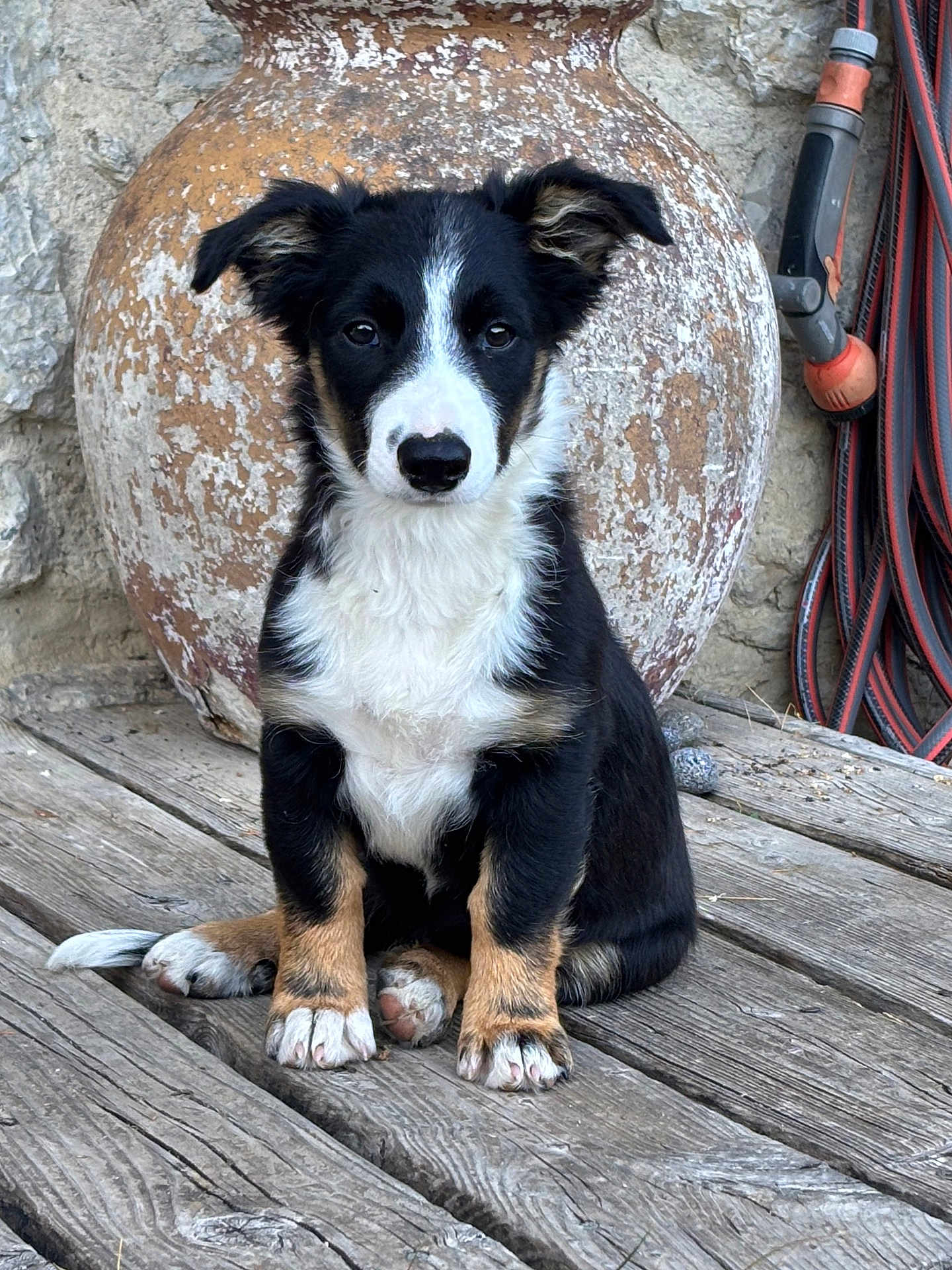 Aika participe au concours pour gagner de l'argent avec cette photo : puppy, dog, wooden_floor, clay_pot, outdoor, animal, pet, sitting, black_and_white, brown, ears, nose, paw, tail, curious, young, fur, stone_wall, hose, rustic