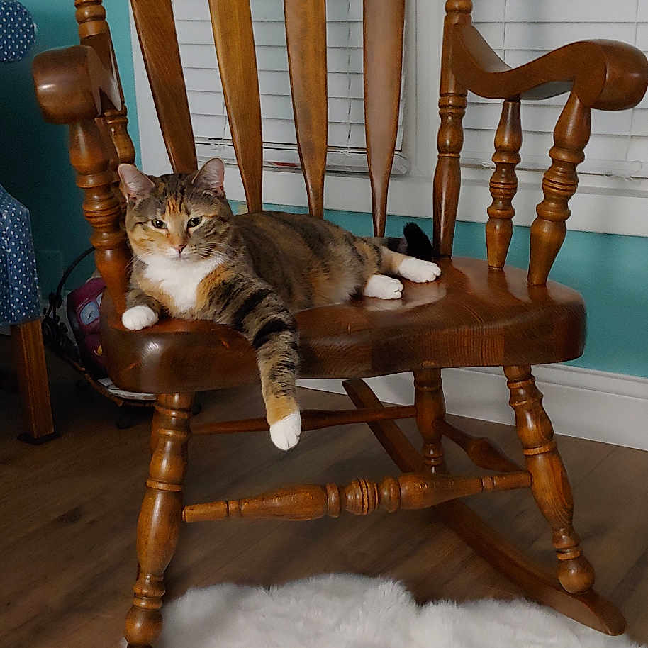 Annimae joined the competition — help win amazing prizes! animal, blinds, cat, cozy, decor, floor, furniture, home, indoor, living_room, lounging, paw, pet, relaxed, rocking_chair, rug, tabby_cat, teal_wall, window, wooden_chair