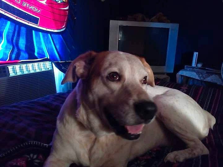 Nips is registered to the contest to win money with this photo: carnivore, comfort, companion_dog, couch, dog, dog_breed, dog_supply, electric_blue, fawn, fur, guard_dog, linens, night, non_sporting_group, pet_supply, sporting_group, television, whiskers, working_animal