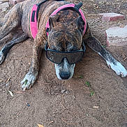Tequila Rosebud joined the competition — help win amazing prizes! dog, brindle, sunglasses, harness, outdoor, dirt, lying_down, pet, canine, animal, relaxed, shade, nature, brown, white_paws, grass, leaves, cool, accessory, resting