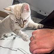 King participe au concours pour gagner de l'argent avec cette photo : bracelet, cat, chair, claw, curious, domestic_animal, floor, furniture, hand, indoor, kitten, light, marble, paw, person, pet, playful, ring, shadow, young