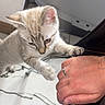bracelet, cat, chair, claw, curious, domestic_animal, floor, furniture, hand, indoor, kitten, light, marble, paw, person, pet, playful, ring, shadow, young