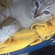 King participe au concours pour gagner de l'argent avec cette photo : kitten, cat, yellow_towel, blue_basket, pet, animal, feline, fur, relaxed, indoor, closeup, cute, sleepy, domestic_cat, whiskers, paws, resting, young_cat, soft_texture, cozy