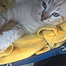 kitten, cat, yellow_towel, blue_basket, pet, animal, feline, fur, relaxed, indoor, closeup, cute, sleepy, domestic_cat, whiskers, paws, resting, young_cat, soft_texture, cozy