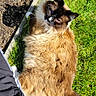 cat, siamese_cat, fluffy, grass, garden, sunlight, outdoor, pet, animal, relaxed, feline, brown, white, black, tail, person_leg, nature, daylight, curious, resting