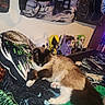 Coco joined the competition — help win amazing prizes! cat, bed, pillow, plush_toy, guitar, wall, indoor, furniture, sleeping, fluffy, animal, pet, decor, colorful, relaxing, soft, cozy, room, music, hanging