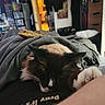 cat, bearded_dragon, blanket, bedroom, sleeping, reptile, indoor, cozy, pet, feline, animal, resting, furry, black_and_white_cat, gray_blanket, shelf, poster, furniture, relaxing, home