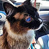 Coco joined the competition — help win amazing prizes! cat, siamese_cat, blue_eyes, whiskers, fur, close_up, car_interior, steering_wheel, can, seat, sunlight, pet, animal, domestic_animal, side_view, looking, feline, indoor, vehicle, portrait