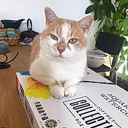 Snow a rejoint le concours — aidez-le/la à gagner de superbes lots ! cat, paint_box, watercolor, table, plant, chair, indoor, household_items, calm, cream_colored_cat, white_cat, closeup, pet, fur, paws, eyes, still_life, art_supplies, relaxed, domestic