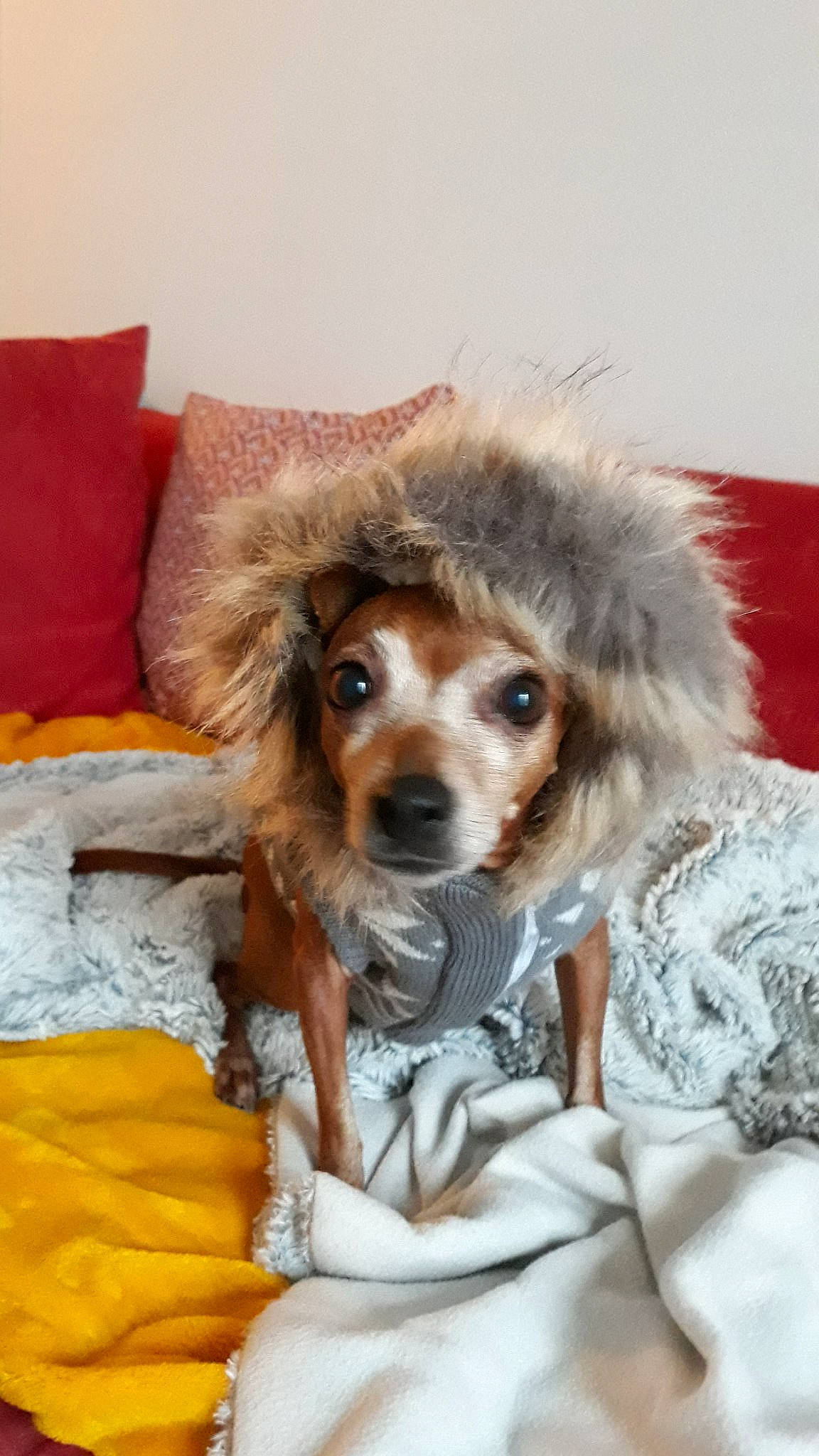 Friskette participe au concours pour gagner de l'argent avec cette photo : canidae, carnivore, cavalier_king_charles_spaniel, companion_dog, dog, dog_breed, dog_clothes, fur, kooikerhondje, mammal, puppy, puppy_love, snout, sporting_group, vertebrate