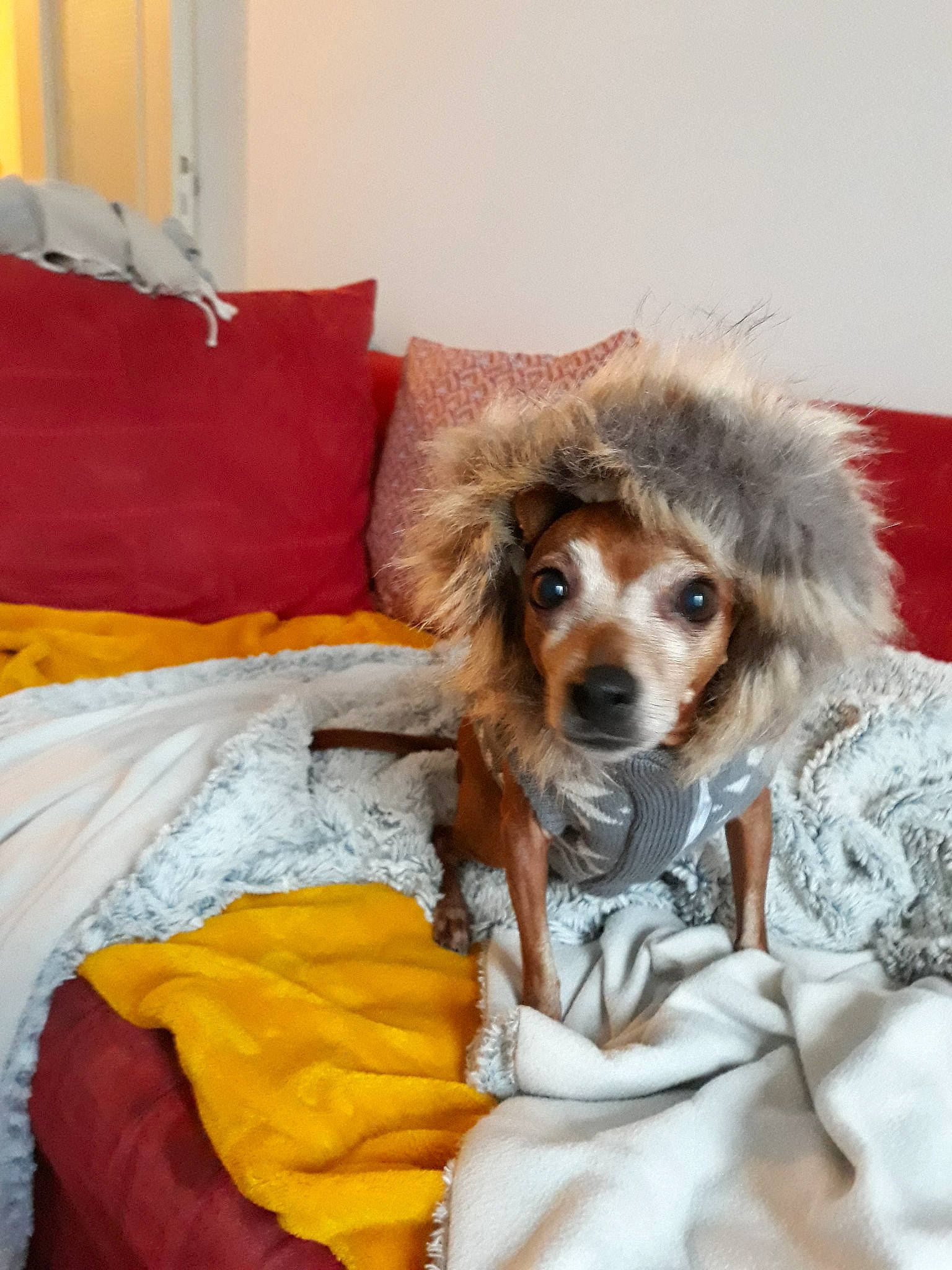 Friskette participe au concours pour gagner de l'argent avec cette photo : bed, canidae, carnivore, companion_dog, dog, dog_breed, dog_clothes, fur, mammal, puppy, puppy_love, snout, sporting_group