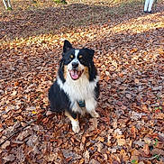 Oslo participe au concours pour gagner de l'argent avec cette photo : animal, autumn, black, dog, fall, forest, fur, happy, leaves, nature, outdoor, person, pet, season, smiling, sunlight, tan, trees, walking, white