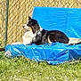 dog, outdoor, grass, blue_cushion, fence, sunlight, flower, pet, canine, relaxing, fur, animal, nature, resting, backyard, daytime, lawn, summer, quiet, side_view
