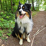 Oslo participe au concours pour gagner de l'argent avec cette photo : dog, animal, outdoor, forest, trail, greenery, happy, fluffy, pet, nature, sitting, leash, canine, tongue_out, fur, trees, path, daylight, cute, companion