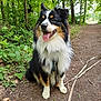 dog, animal, outdoor, forest, trail, greenery, happy, fluffy, pet, nature, sitting, leash, canine, tongue_out, fur, trees, path, daylight, cute, companion