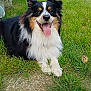 dog, grass, outdoor, pet, happy, tongue_out, tricolor, fluffy, animal, nature, yard, path, canine, playful, fur, smiling, background, greenery, daylight, resting
