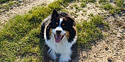 Oslo participe au concours pour gagner de l'argent avec cette photo : dog, canine, pet, outdoor, grass, dirt_path, sunlight, happy, tongue_out, black_fur, white_fur, tan_fur, fluffy, leash, nature, smiling, animal, friendly, daytime, muzzle