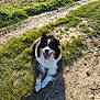 dog, canine, pet, outdoor, grass, dirt_path, sunlight, happy, tongue_out, black_fur, white_fur, tan_fur, fluffy, leash, nature, smiling, animal, friendly, daytime, muzzle