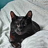 animal, black_cat, blanket, cat, cozy, ear, face, feline, fur, indoor, one_eye_closed, paw, pet, portrait, relaxed, resting, teal_wall, texture, whiskers, white_blanket