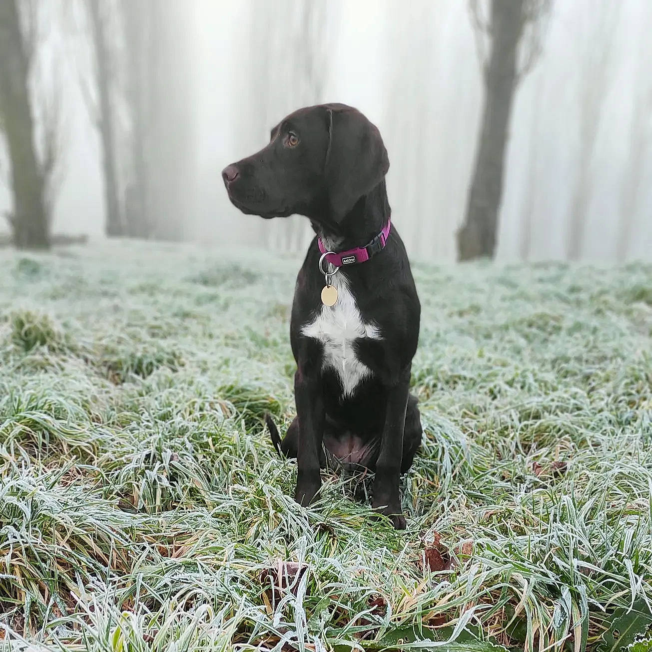 Saya participe au concours pour gagner de l'argent avec cette photo : borador, canidae, carnivore, companion_dog, dog, dog_breed, fog, fur, grass, gun_dog, liver, plant, retriever, sitting, snout, sporting_group, tail, tree, whiskers, working_animal