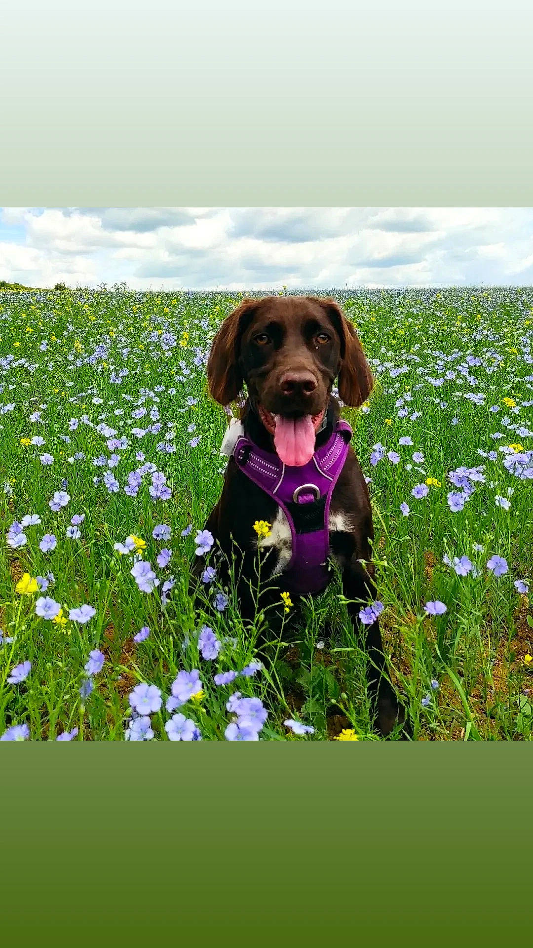Saya participe au concours pour gagner de l'argent avec cette photo : agriculture, carnivore, cloud, collar, companion_dog, dog, dog_breed, flower, flowering_plant, grass, grassland, gun_dog, liver, meadow, people_in_nature, plant, prairie, sky, vertebrate, working_animal
