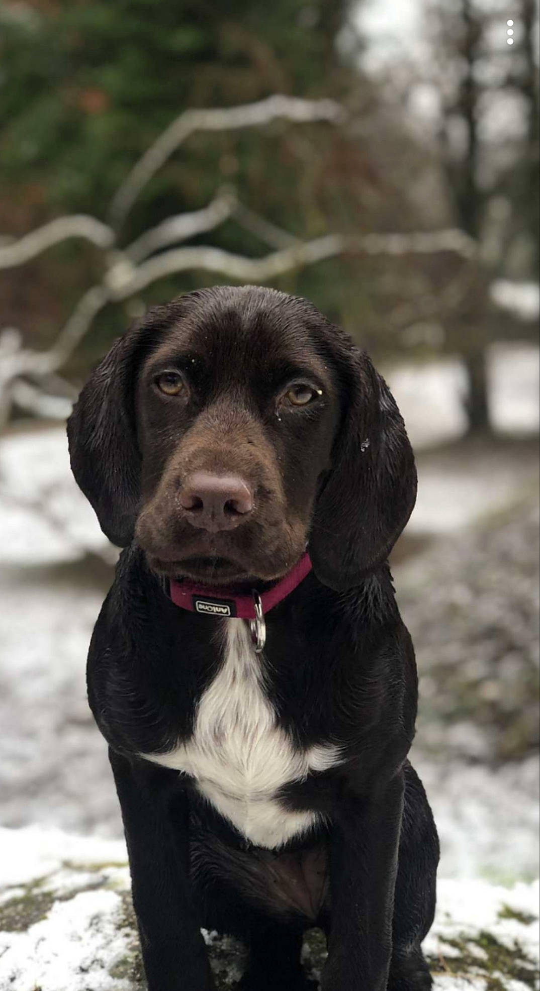 Saya a rejoint le concours — aidez-le/la à gagner de superbes lots ! borador, canidae, carnivore, collar, companion_dog, dog, dog_breed, dog_collar, event, fur, gun_dog, liver, plant, retriever, snout, snow, terrestrial_animal, whiskers, winter, working_animal