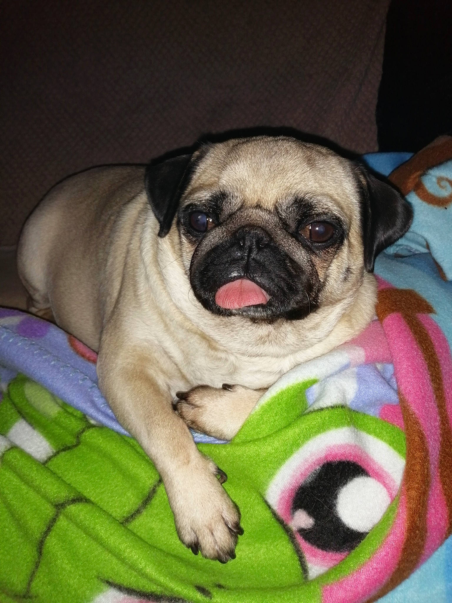 Jypsy participe au concours pour gagner de l'argent avec cette photo : ancient_dog_breeds, canidae, carnivore, companion_dog, dog, dog_breed, fawn, mammal, pug, puppy, puppy_love, skin, snout, tongue, toy_dog, vertebrate, whiskers, wrinkle