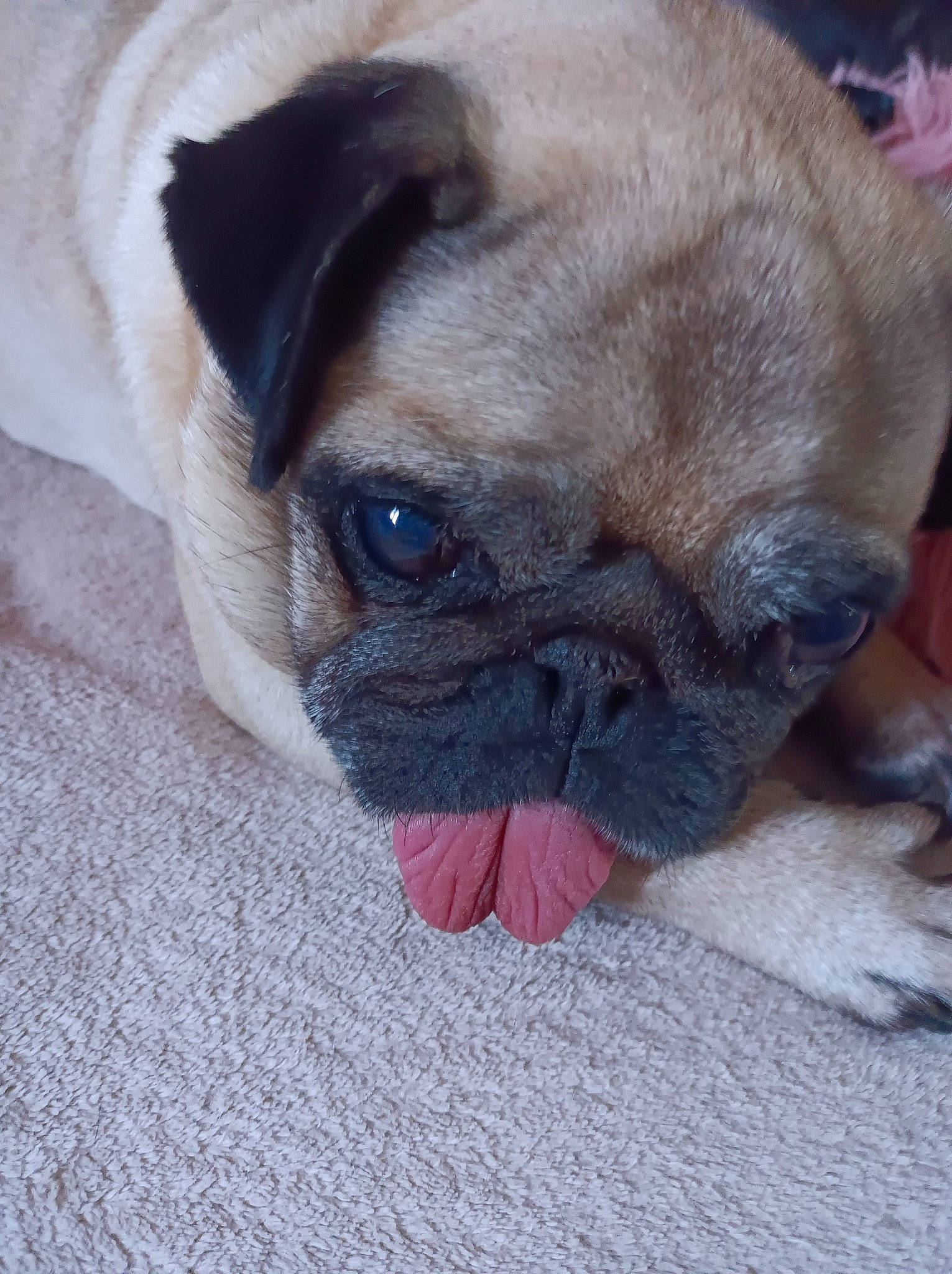 Jypsy participe au concours pour gagner de l'argent avec cette photo : bored, bulldog, canidae, carnivore, comfort, companion_dog, dog, dog_breed, eye, fawn, fur, pug, puppy, snout, sporting_group, terrestrial_animal, toy_dog, whiskers, working_animal, wrinkle