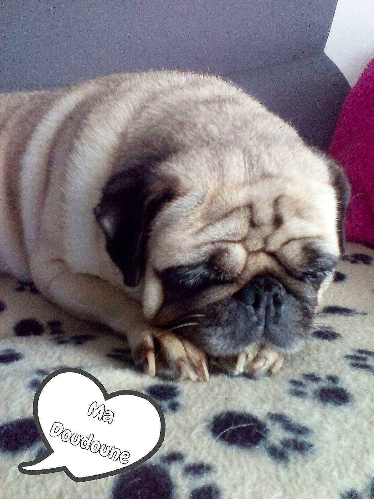 Cajoline participe au concours pour gagner de l'argent avec cette photo : ancient_dog_breeds, canidae, carnivore, companion_dog, dog, dog_breed, fawn, mammal, nap, pug, puppy, puppy_love, snout, toy_dog, vertebrate, wrinkle