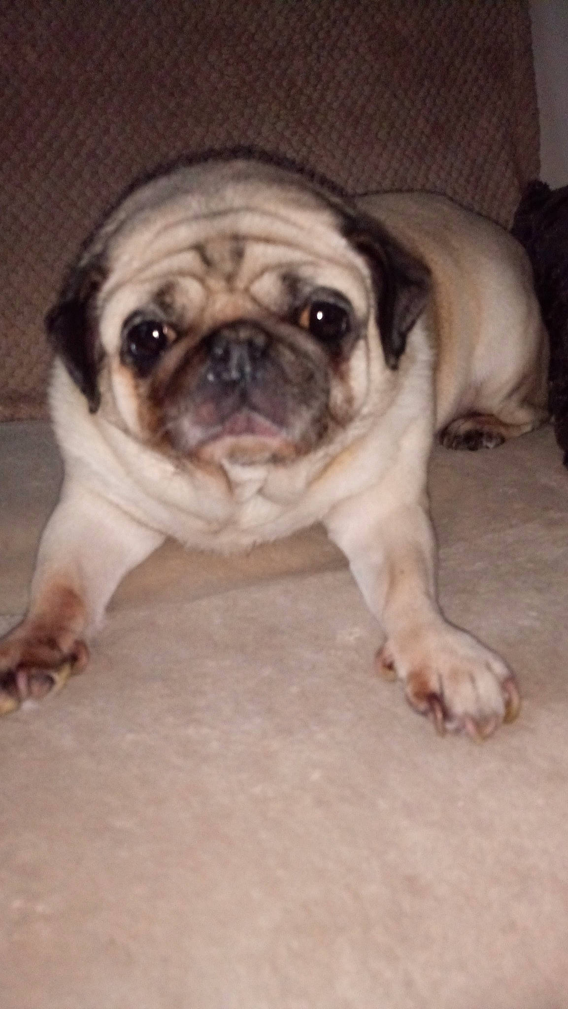 Cajoline participe au concours pour gagner de l'argent avec cette photo : ancient_dog_breeds, bulldog, canidae, carnivore, companion_dog, dog, dog_breed, fawn, mammal, nose, pug, puppy, puppy_love, skin, snout, tongue, toy_bulldog, toy_dog, vertebrate, wrinkle